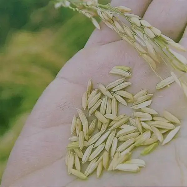 Planta de arroz