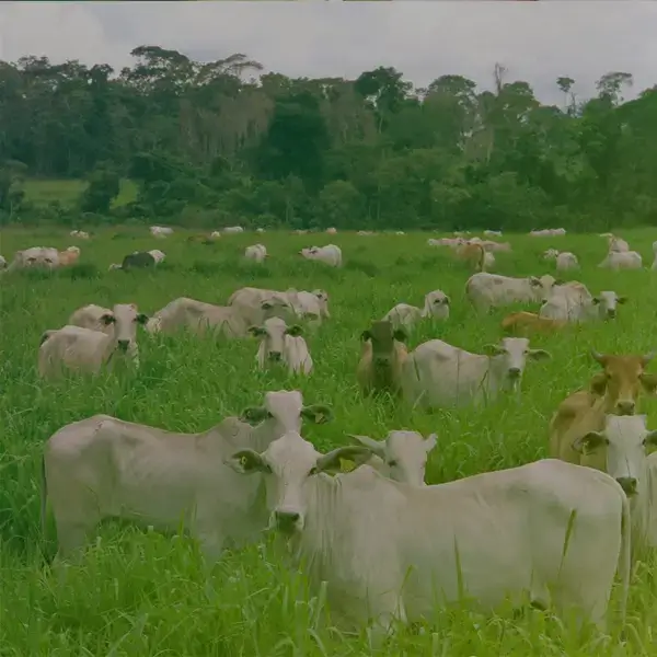 Ganado en el campo